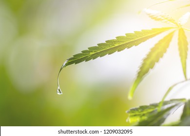 Water Droplets on Cannabis Leaf in morning - Powered by Shutterstock