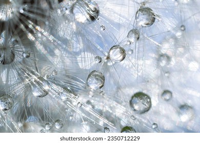 Water droplets on a Dandelion flower macro close-up morning sunshine with bokeh lights. Dandelion seed with reflection. - Powered by Shutterstock