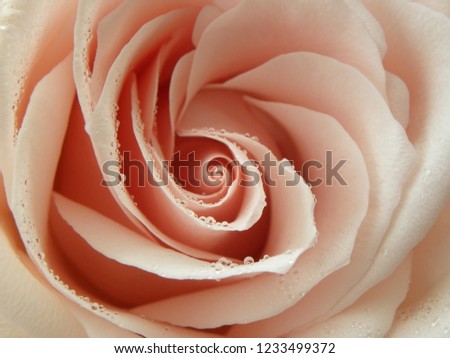 Similar – Image, Stock Photo Macro shot of a rose pink