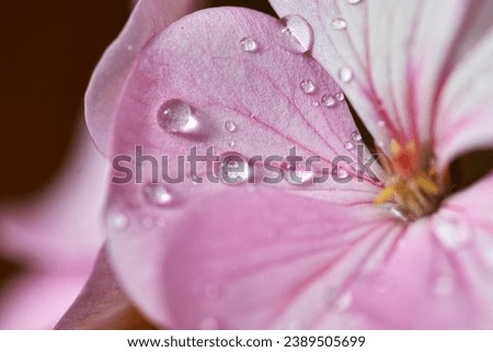 Water droplets on Geranium flower petals photographed with macro lens close up