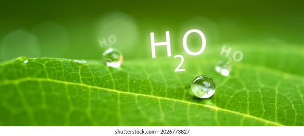 Water Droplets On A Green Leaf And H2O Symbol. Concept Of Nature And Environment.