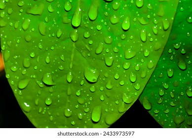 Water droplets on green leaf - Powered by Shutterstock