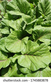 Water Droplets On Growing Choi Sum Garden