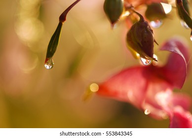 Water Droplets On Jewel Weed