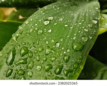 Water droplets on a leaf Agave foxtail plant, beautiful natural background. - Powered by Shutterstock