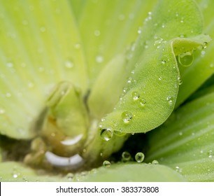 Water droplets on leaves - Shutterstock ID 383373808