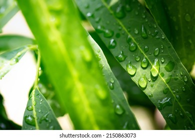 The Water Droplets On The Leaves During The Rainy Season Of The Rain Forest 
