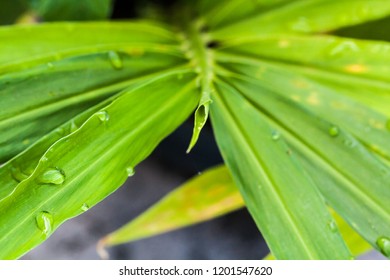 Water Droplets On The Leaves Of Ginger Plant 