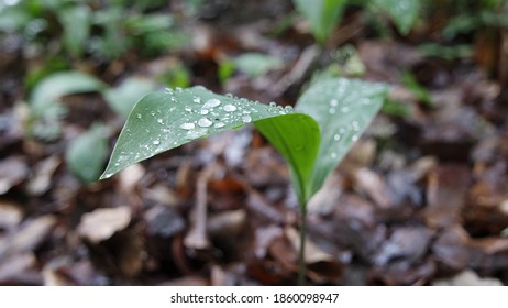 Water droplets on leaves - rain drops - lily of the valley leaves - detail
