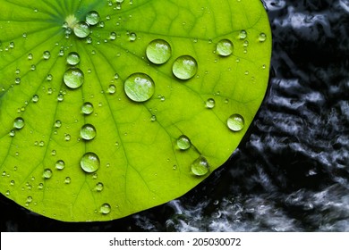 Water Droplets On Lotus Leaf