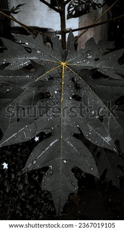 Similar – Image, Stock Photo After the rain Plant Earth