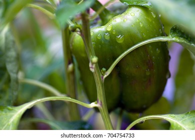 Water droplets on peppers ripening on the vine in a garden after the rain