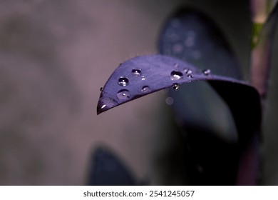 Water Droplets on Purple Leaf in Morning Light with Blurred Background: Nature's Delicate Beauty Captured - Powered by Shutterstock