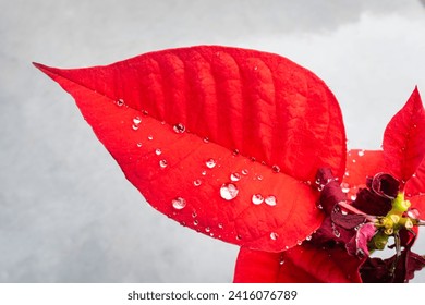 Water droplets on the red leaf of the Poinsettia, also known as Christmas flower - Powered by Shutterstock