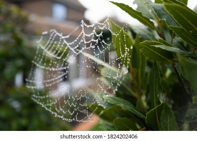 Water droplets on a spiders web hung between two plants in front of a house in a garden. Shallow focus - Powered by Shutterstock