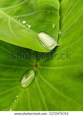 Similar – Image, Stock Photo Water Droplet on Green Leaf