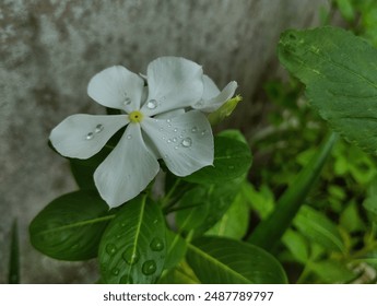 Water droplets on white Madagascar periwinkle flower - Powered by Shutterstock