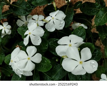 Water droplets on white periwinkle flowers after the rain - Powered by Shutterstock