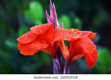 Water droplets in orange canna flower, after rain photography