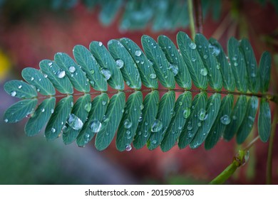 Water Droplets And Partridge Pea Leaves