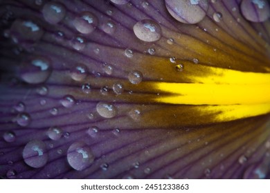 water drops bead on purple iris flower close-up - Powered by Shutterstock
