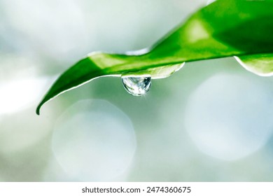 Water drops from the grass in the morning - Powered by Shutterstock