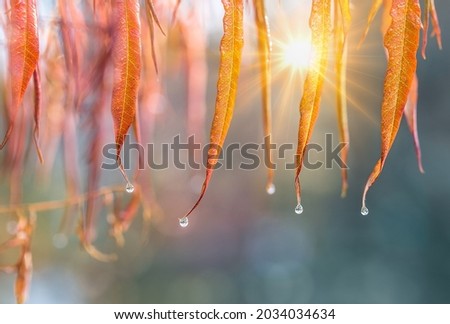 Water drops hanging from autumn yellow-orange leaves of sumac . Sunny autumn weather after rain. Sun beams shining through the autumn leaves. Atmospheric close up macro image. Place for text. 
