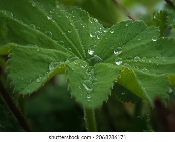 Water Drops At A Natural Hydrophobic Surface