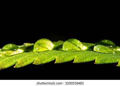 Water Drops On Cannabis / Hemp Leaf On Black Background.