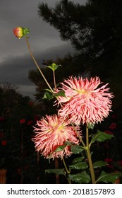 Water Drops On Dahlia. Flower Garden.