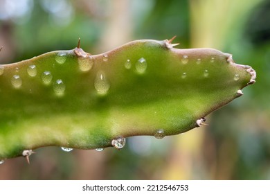 Water Drops On Dragon Fruit Tree