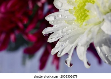 Water drops on flower petal