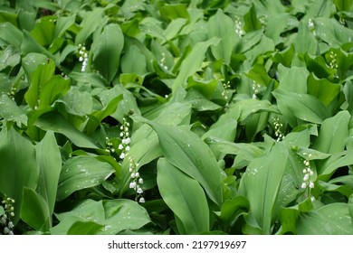 Water drops on flowering lily of the valley in May - Powered by Shutterstock