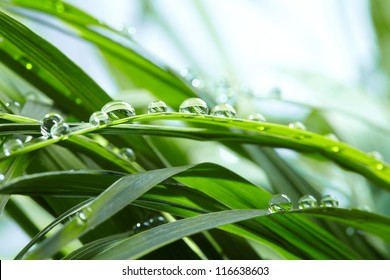 water drops on the green grass - Powered by Shutterstock