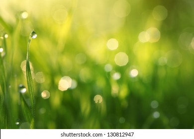 Water drops on the green grass (Shallow Dof)