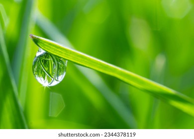 Water drops on the green grass. Morning dew, watering plants. Drops of moisture on leaves after rain. Beautiful green background on an ecological theme. - Powered by Shutterstock