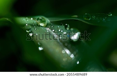 Similar – Image, Stock Photo Dew drops on leaf Design