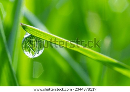 Water drops on the green grass. Morning dew, watering plants. Drops of moisture on leaves after rain. Beautiful green background on an ecological theme.