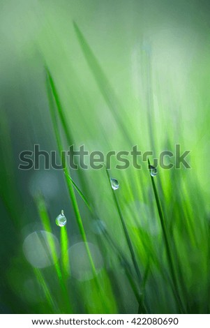 Pearls in the grass