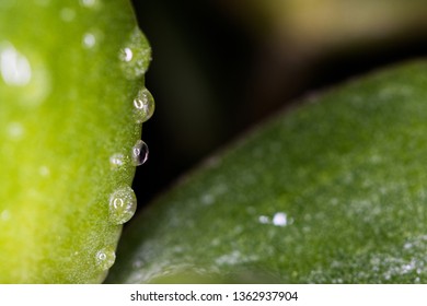 water drops on green leaf, macro - Shutterstock ID 1362937904