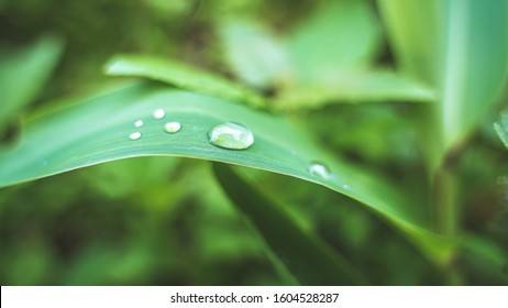 Royalty Free Morning Dew Stock Images Photos Vectors Shutterstock