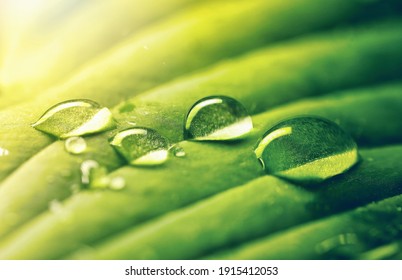 Water Drops On Green Leaf In Rays Of Sun, Close-up Macro. Raindrops On Textured Leaf In Nature.