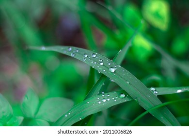 Water drops on green leaf on brue blackground,Rice leaves after rain. close-up macro.