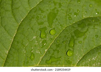 Water Drops On Green Leaf.  Deep Depth Of Field Blur Beautiful Background - Wallpaper