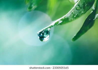 water drops on green leaf - Powered by Shutterstock