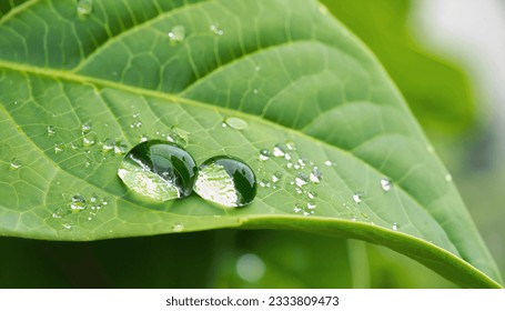 Water drops on a green leaf after the rain. Shallow depth of field. - Powered by Shutterstock