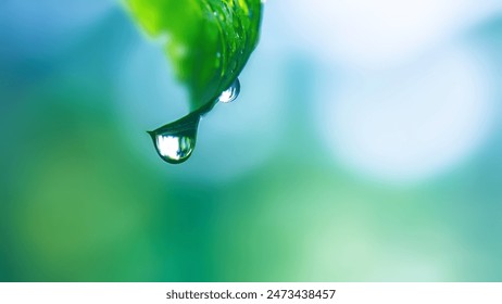 water drops on green leaf - Powered by Shutterstock