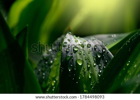 Water drops on green leaf. Close up. Dew after rain. shallow focus