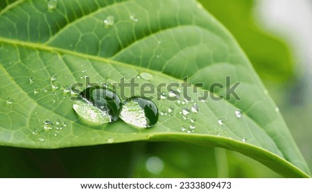 Water drops on a green leaf after the rain. Shallow depth of field.