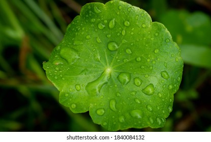 Water drops on green leaf.Drop of dew in morning on leaf with sun light. - Powered by Shutterstock